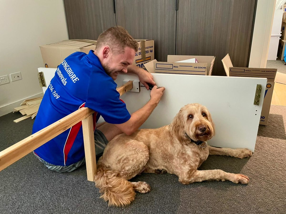 4 tricks for moving house with pets Alongshore Removals